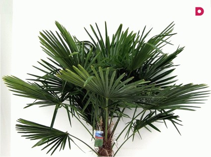 Комнатная пальма - тропики в домашних условиях