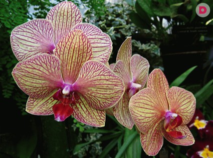 Как ухаживать за орхидеями