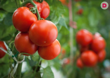 Секреты выращивания помидоров от Октябрины Ганичкиной 