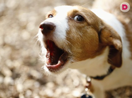 Дрессировка собак: как отучить собаку кидаться на прохожих