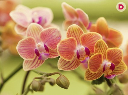 Как размножить орхидеи самостоятельно