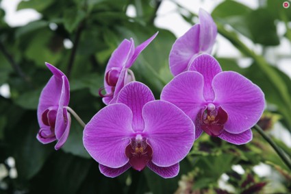 Как ухаживать правильно за комнатными орхидеями