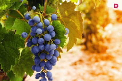 Как вырастить виноград на дачном участке