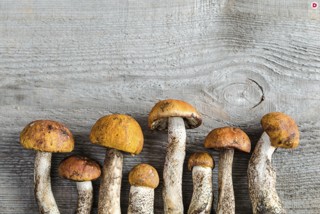 Технологии выращивания популярных видов грибов