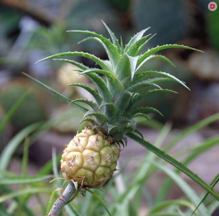 Как вырастить ананас из верхушки в домашних условиях – мастер-класс с фото