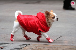 Обувь для собак - О собаках - Статьи | Интернет зоомагазин азинский.рф