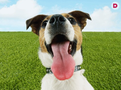  Собачья радость: что сделает пса счастливым