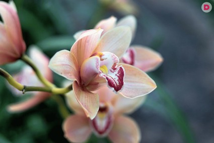Как пересадить самостоятельно орхидею
