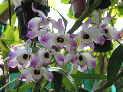 Правила ухода за орхидеей dendrobium