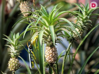 Авокадо, финиковая пальма, гранат: можно ли что-то вырастить из семян экзотических фруктов