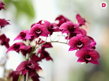 Райский цветок: орхидея