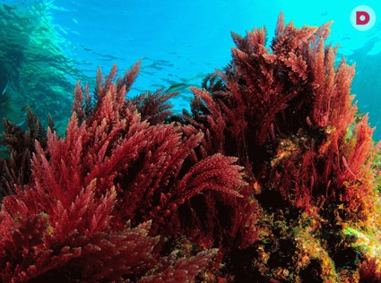 Талассотерапия: богатства океана для нашей красоты