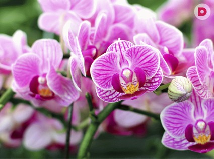 Что делать, чтобы орхидея зацвела?