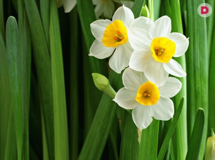 Цветок весны: Нарцисс